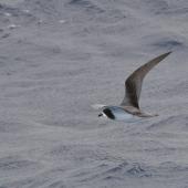 Gould's petrel. Adult in flight. Off the north-west coast of New Caledonia, March 2019. Image &copy; Ian Wilson 2019 birdlifephotography.org.au by Ian Wilson