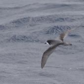 Gould's petrel. Adult in flight. Off the north-west coast of New Caledonia, March 2019. Image &copy; Ian Wilson 2019 birdlifephotography.org.au by Ian Wilson