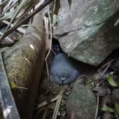 Gould's petrel. Adult and nestling at nest. Cabbage Tree Island, March 2019. Image &copy; Dean Portelli by Dean Portelli