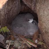 Gould's petrel. Nestling in nest among boulders. Cabbage Tree Island, March 2019. Image &copy; Dean Portelli by Dean Portelli