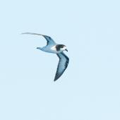 Gould's petrel. In flight showing underwing. Three Kings pelagic, March 2019. Image &copy; Les Feasey by Les Feasey