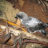 Gould's petrel. Fledgling at breeding colony (subspecies caledonica). New Caledonia, May 2016. Image &copy; Sven Mauri by Sven Mauri