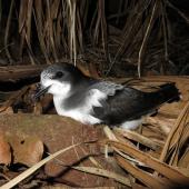 Gould's petrel. Adult at breeding colony. Cabbage Tree Island, November 2016. Image &copy; Dean Portelli by Dean Portelli