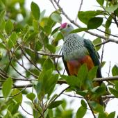 Rose-crowned fruit-dove. Adult. Cairns, Queensland, October 2019. Image &copy; Max Peters by Max Peters