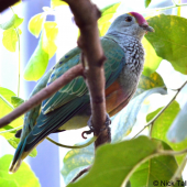 Rose-crowned fruit-dove. Adult. Melbourne Zoo, Australia, June 2011. Image &copy; Nick Talbot by Nick Talbot
