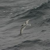 Blue petrel. In flight. At sea, South Atlantic, March 2006. Image &copy; David Boyle by David Boyle