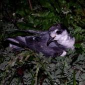 Blue petrel. Adult at breeding colony. Ile Mayes, Iles Kerguelen, January 2016. Image &copy; Colin Miskelly by Colin Miskelly