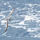 Blue petrel. In flight, dorsal. Drake Passage, November 2018. Image &copy; Cyril Vathelet by Cyril Vathelet