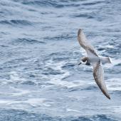 Blue petrel. In flight, dorsal. Drake Passage, November 2018. Image &copy; Cyril Vathelet by Cyril Vathelet