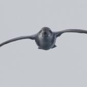Broad-billed prion. In flight from front. Off Snares Islands, April 2013. Image &copy; Phil Battley by Phil Battley