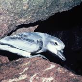 Broad-billed prion | Pararā. Adult. South Bay, Snares Islands, February 1986. Image &copy; Alan Tennyson by Alan Tennyson