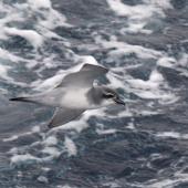 Salvin's prion. Adult in flight. Cooperation Sea, Southern Indian Ocean, December 2011. Image &copy; Sergey Golubev by Sergey Golubev