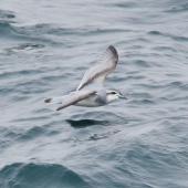 Antarctic prion. Adult in flight. At sea, south from South Georgia, December 2015. Image &copy; Cyril Vathelet by Cyril Vathelet