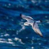 Antarctic prion. Adult in flight, dorsal view. Off coast of Auckland Islands, January 2018. Image &copy; Mark Lethlean by Mark Lethlean