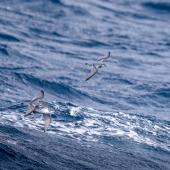 Antarctic prion | Totorore. Adults in flight, dorsal view. Near Macquarie Island, January 2018. Image &copy; Mark Lethlean by Mark Lethlean