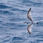 Antarctic prion. Adult in flight, dorsal view. Southern Ocean, February 2018. Image &copy; Mark Lethlean by Mark Lethlean