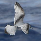 Antarctic prion | Totorore. Adult with tail feathers spread showing black tips. At sea on route to Kermadec Islands, March 2021. Image &copy; Scott Brooks (ourspot) by Scott Brooks