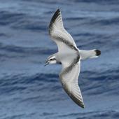 Antarctic prion | Totorore. Adult in flight. At sea on route to Kermadec Islands, March 2021. Image &copy; Scott Brooks (ourspot) by Scott Brooks