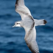 Antarctic prion | Totorore. Adult in flight, dorsal. The Petrel Station pelagic offshore from Tutukaka, May 2023. Image &copy; Scott Brooks, www.thepetrelstation.nz by Scott Brooks