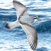 Antarctic prion | Totorore. Adult in flight, dorsal. The Petrel Station pelagic offshore from Tutukaka, May 2023. Image &copy; Scott Brooks, www.thepetrelstation.nz by Scott Brooks