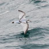 Antarctic prion. Adult in flight. Near South Georgia, December 2015. Image &copy; Cyril Vathelet by Cyril Vathelet