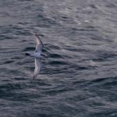 Antarctic prion | Totorore. Adult in flight. Off north coast of Kerguelen Islands, December 2015. Image &copy; Colin Miskelly by Colin Miskelly