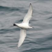 Antarctic prion. Ventral view of bird in flight. Scotia Sea, Between South Georgia and Antarctica, December 2015. Image &copy; Cyril Vathelet by Cyril Vathelet
