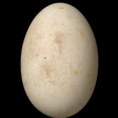 Antarctic prion | Totorore. Egg 49.7 x 33.5 mm (NMNZ OR.014749, collected by William Daubin). Figure-of-Eight Island, Auckland Islands, December 1943. Image &copy; Te Papa by Jean-Claude Stahl