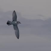 Antarctic prion. Adult in flight. Near South Georgia, December 2007. Image &copy; Colin Miskelly by Colin Miskelly