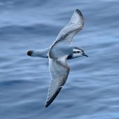 Thin-billed prion | Korotangi. Adult in flight (dorsal). Drake Passage, December 2006. Image &copy; Nigel Voaden by Nigel Voaden http://www.flickr.com/photos/nvoaden/