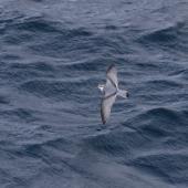 Thin-billed prion | Korotangi. Adult in flight. Off north coast of Kerguelen Islands, December 2015. Image &copy; Colin Miskelly by Colin Miskelly