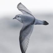 Fairy prion | Tītī wainui. In flight, dorsal. Off Snares Islands, April 2013. Image &copy; Phil Battley by Phil Battley