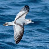 Fairy prion | Tītī wainui. In flight showing upperwing. The Petrel Station pelagic offshore from Tutukaka, April 2024. Image &copy; Scott Brooks, www.thepetrelstation.nz by Scott Brooks