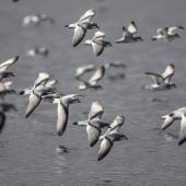 Fairy prion | Tītī wainui. Flock in flight to new boil-up of feeding fish. Takou Bay, Northland, August 2014. Image &copy; Les Feasey by Les Feasey