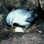 Fairy prion | Tītī wainui. Adult incubating egg in nest. North Promontory, Snares Islands, December 1985. Image &copy; Alan Tennyson by Alan Tennyson