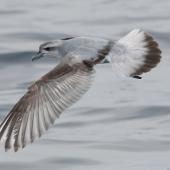Fairy prion. Dorsal view of adult flying. Hauraki Gulf, January 2012. Image &copy; Philip Griffin by Philip Griffin