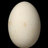Fairy prion | Tītī wainui. Egg 44.0 x 30.5 mm (NMNZ OR.009802, collected by Alan Wright). North Brother Island, Cook Strait, October 1961. Image &copy; Te Papa by Jean-Claude Stahl