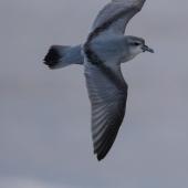 Fairy prion | Tītī wainui. Juvenile in fresh plumage flying near the shore. Foxton Beach, January 2017. Image &copy; imogenwarrenphotography.net by Imogen Warren