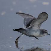 Fairy prion | Tītī wainui. Juvenile in fresh plumage taking off from the tideline. Foxton Beach, January 2017. Image &copy; imogenwarrenphotography.net by Imogen Warren
