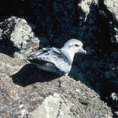 Fulmar prion. Adult. Toru Islet, Western Chain, Snares Islands, February 1984. Image &copy; Colin Miskelly by Colin Miskelly