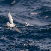 Fulmar prion. Flock on water. Bounty Islands, December 2023. Image &copy; Mark Lethlean by Mark Lethlean