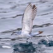 Fulmar prion. Adult taking flight from water. Bounty Islands, December 2023. Image &copy; Mark Lethlean by Mark Lethlean