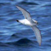 Fulmar prion. Adult in flight. At sea off the Bounty Islands, October 2019. Image &copy; Alan Tennyson by Alan Tennyson