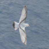 Fulmar prion. Adult in flight. At sea off the Bounty Islands, October 2019. Image &copy; Alan Tennyson by Alan Tennyson