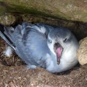 Fulmar prion. Adult yawning on nest. Proclamation Island, Bounty Islands, October 2019. Image &copy; Alan Tennyson by Alan Tennyson