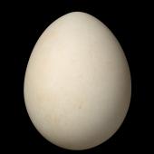 Fulmar prion. Egg 45.6 x 35.5 mm (NMNZ OR.021122, collected by Christopher Robertson). Bounty Islands, November 1978. Image &copy; Te Papa by Jean-Claude Stahl