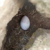 Fulmar prion. Egg in nest. Proclamation Island, Bounty Islands, October 2019. Image &copy; Alan Tennyson by Alan Tennyson