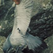 Fulmar prion. Adult 'pyramidalis' subspecies showing underwing. The Pyramid, Chatham Islands, September 1974. Image &copy; Department of Conservation (image ref: 10036069) by Chris Robertson, Department of Conservation Courtesy of Department of Conservation