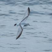 Fulmar prion. Adult in flight. At sea south of The Pyramid, Chatham Islands, April 2019. Image &copy; Tubenoses Project Hadoram Shirihai by Hadoram Shirihai