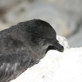 Bulwer's petrel. Adult. Tern Island, Northwest Hawaiian Islands, September 2006. Image &copy; Duncan Wright by Duncan Wright via Flickr, 2.0 Generic (CC BY-SA 2.0)